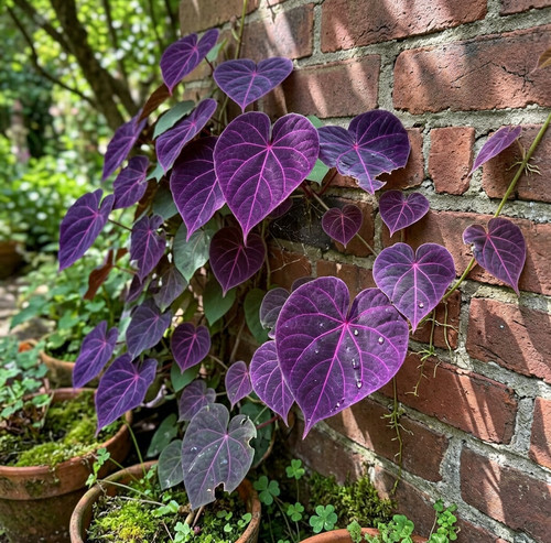 Purple heart beautiful rare - purple,