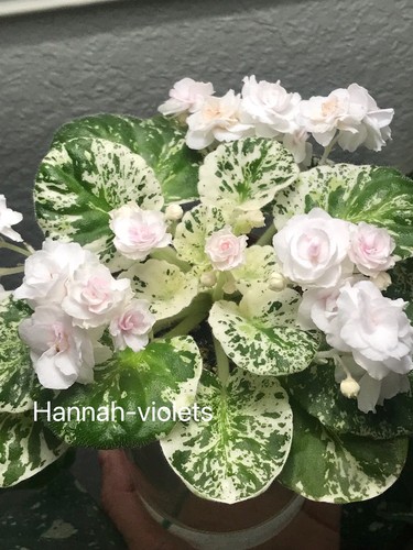 African violet plant - african,