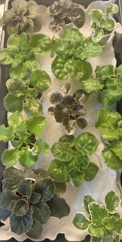 African violet set of - set,
