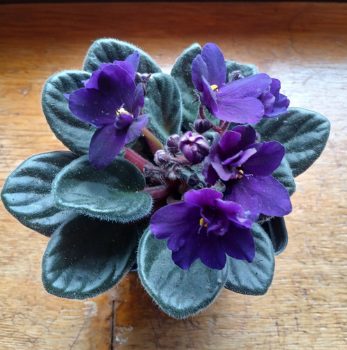 Cobalt blue purple african - /,