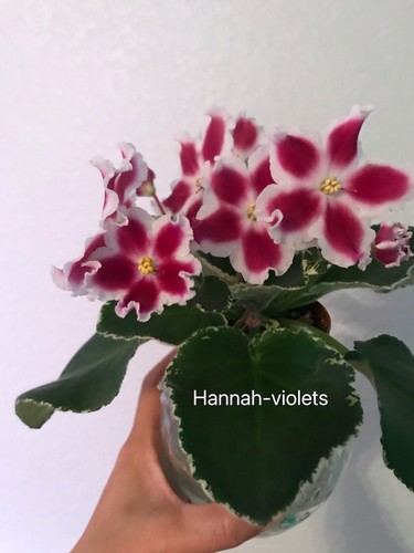 African violet plant - african,