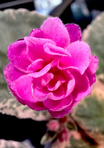 African violet plant cajuns - violet,