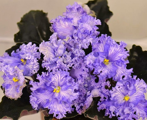 African violet leaves - violet leaves, ~