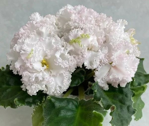 African violet leaves - african, ~