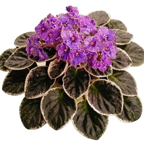 African violet plant ma - african,