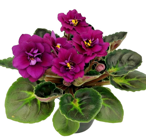 African violet plant ksenia - african,