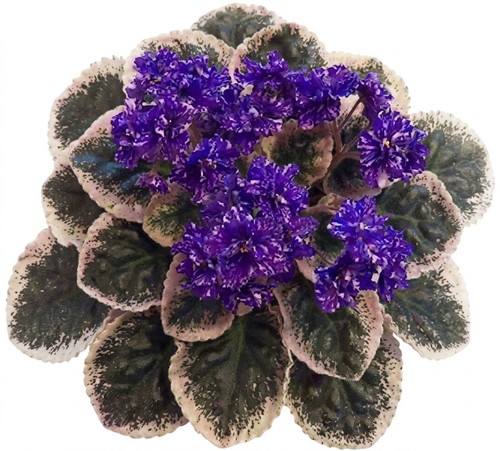 African violet plant cajun - african,