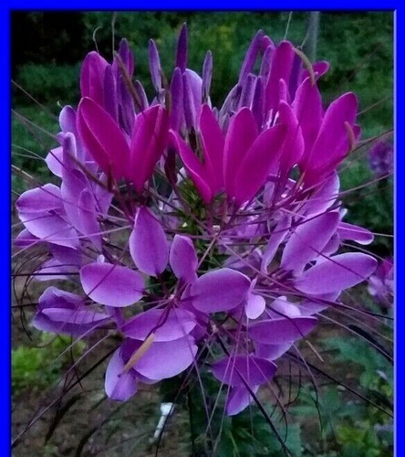 Violet queen cleome seeds - violet, seeds-