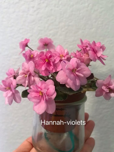 African violet plant - african,